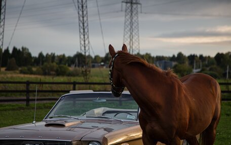 Ford Mustang VI рестайлинг, 1966 год, 12 500 000 рублей, 6 фотография